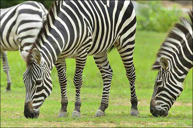 �����̃����b�g�I�ޏ��E������̂��Ȃ��j���͂����ƕ����𗘗p����ׂ�